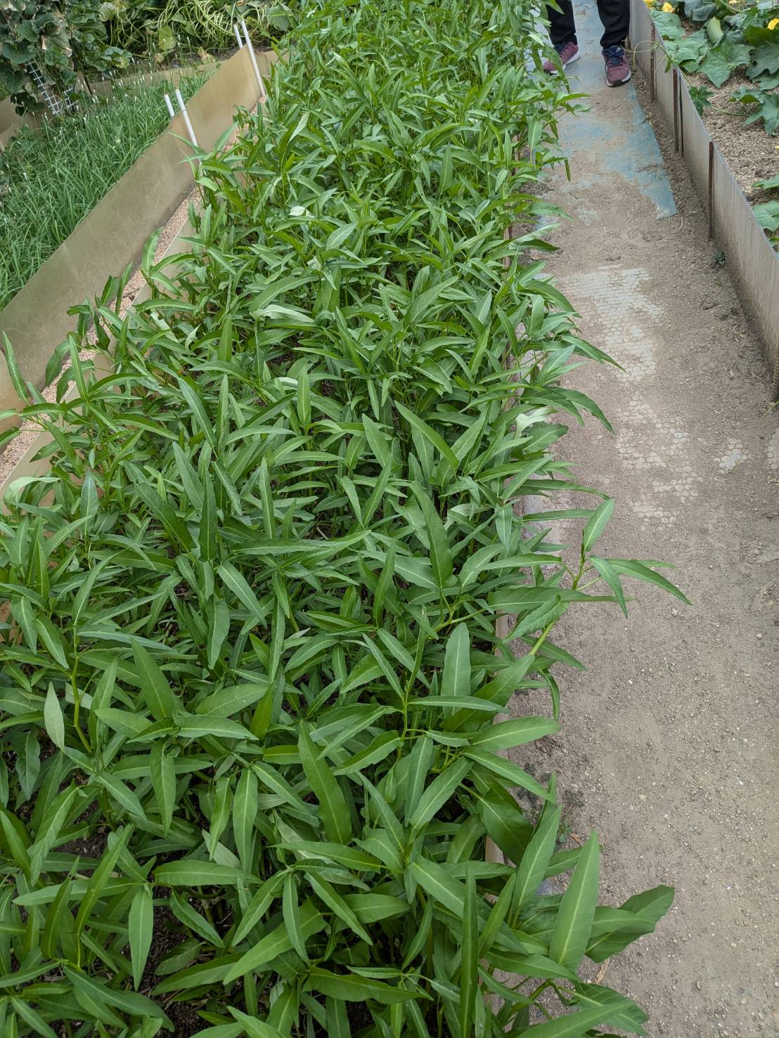 新鮮なアジア野菜（コリアンダー・フェヌグリーク・メティなど）が育つ農場の様子